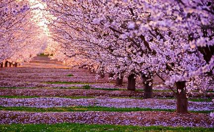 1. nevruz iek